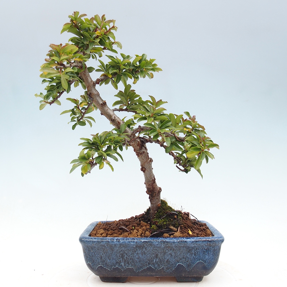Bonsai-Pyracantha Teton voor buiten -Hlox