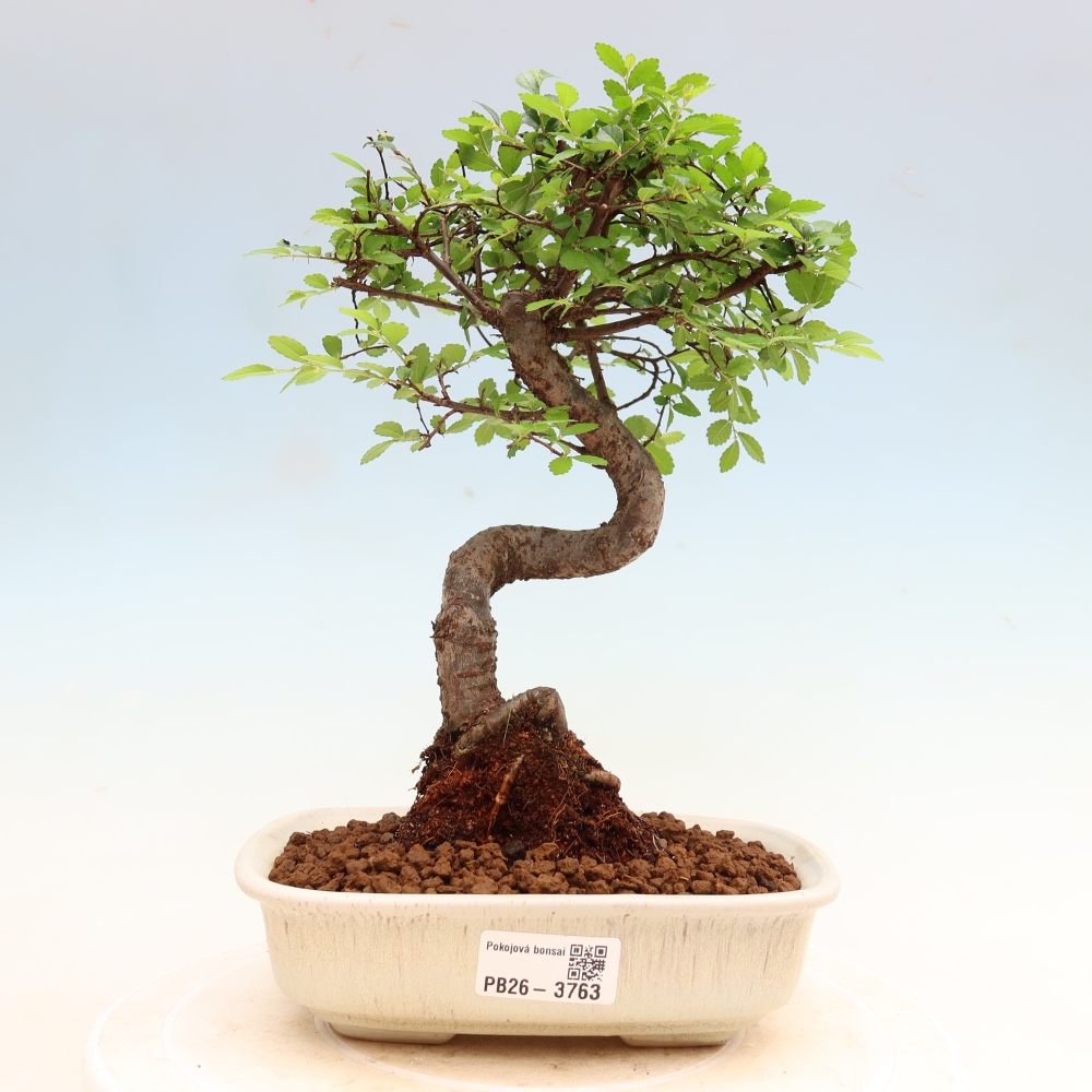 Kamerbonsai - Ulmus parvifolia - Winteriep