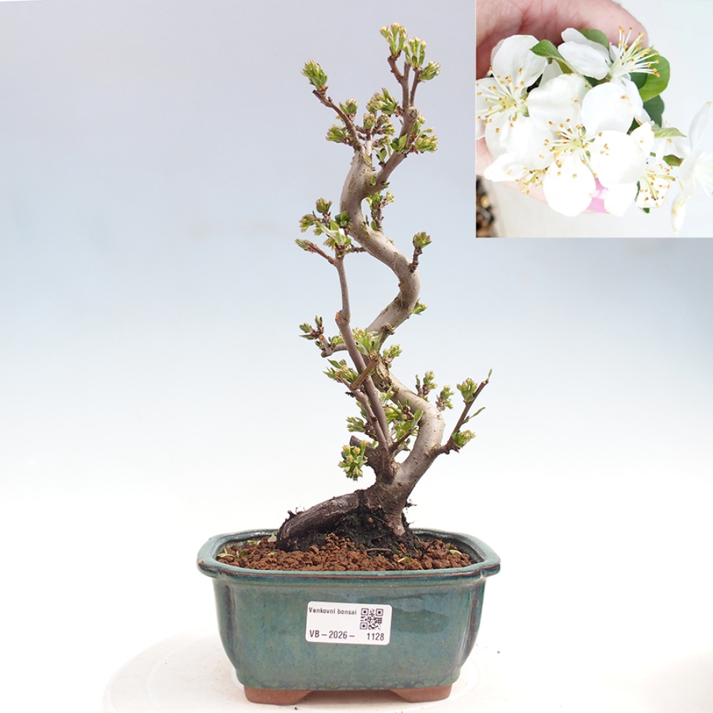 Bonsai voor buiten - Malus sargentii - Appelboom met kleine vruchten