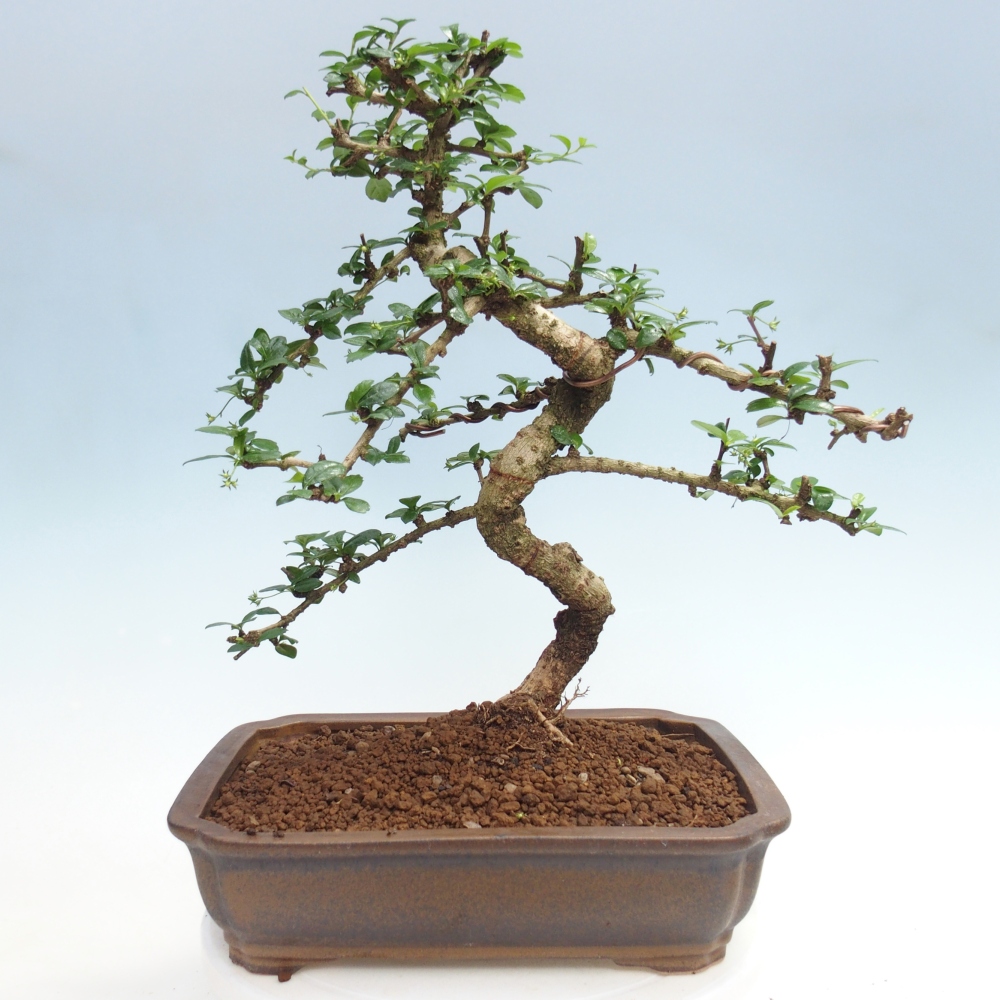 Kamerbonsai - Carmona macrophylla - Thee fuki