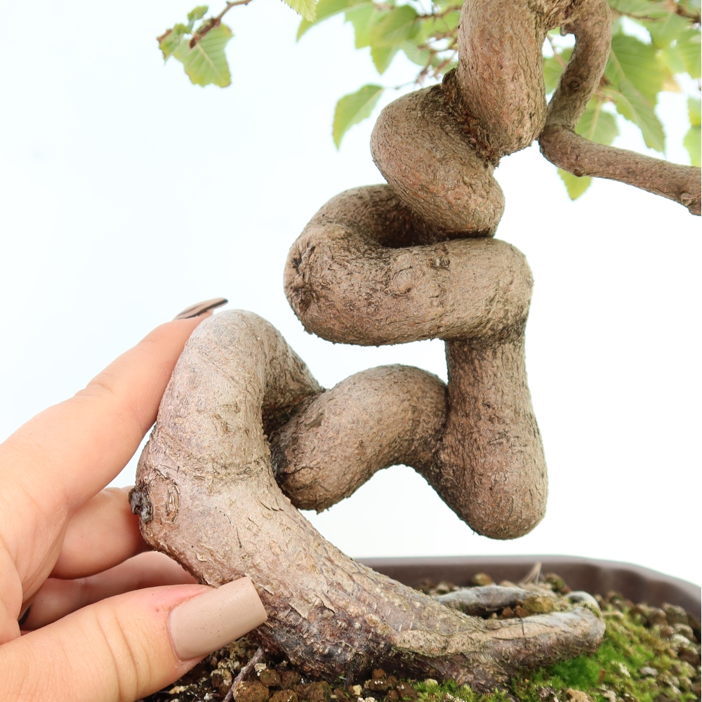 Bonsai voor buiten -Carpinus CARPINOIDES - Koreaanse haagbeuk