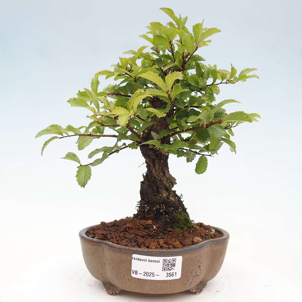 Bonsai voor buiten - Zelkova - Zelkova NIRE