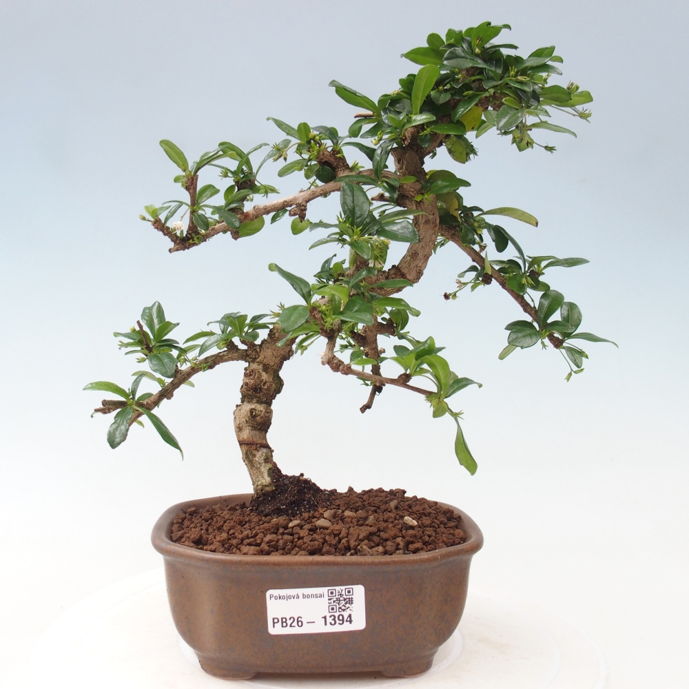 Kamerbonsai - Carmona macrophylla - Thee fuki