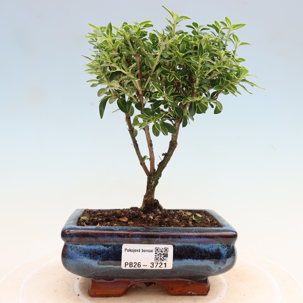Kamerbonsai - Serissa foetida Variegata - Boom van duizend sterren