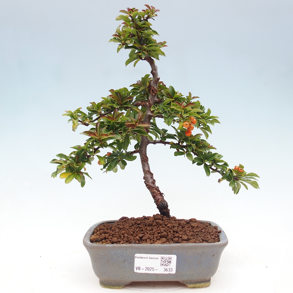 Bonsai-Pyracantha Teton voor buiten -Hlox