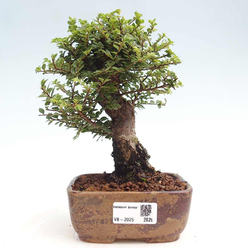 Bonsai voor buiten - Ulmus parvifolia Hokkaido - Chinese iep