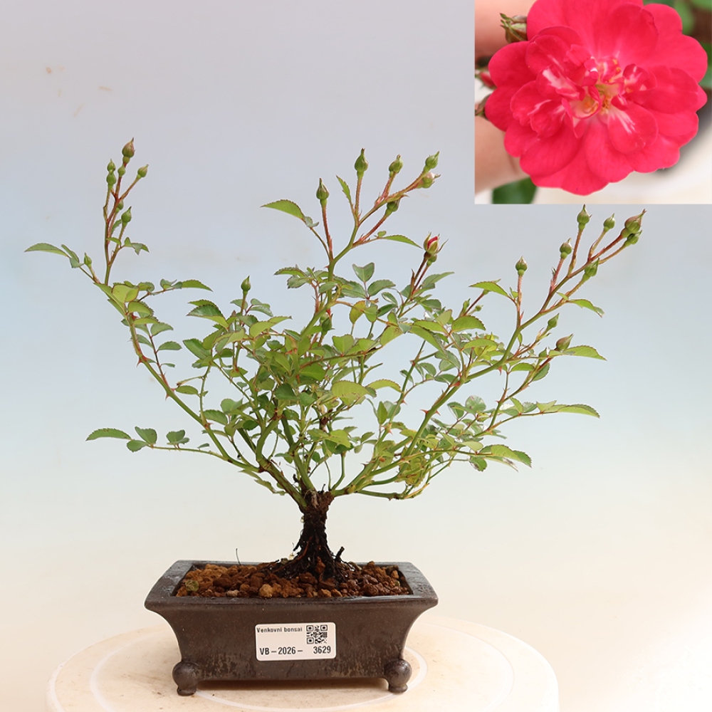 Bonsai voor buiten - Rosa Kordes - roos