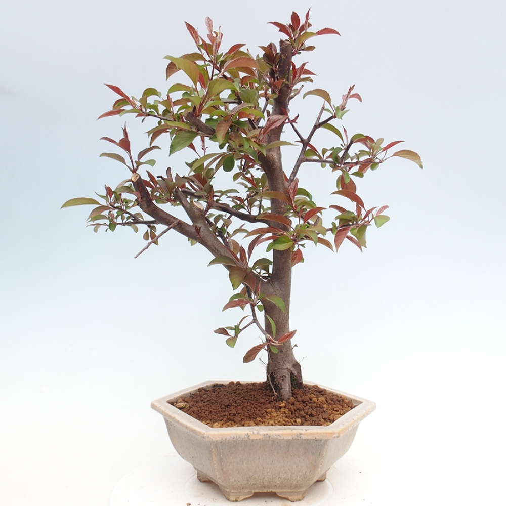 Bonsai voor buiten -Malus domestica - Roodbladige appelboom met kleine vruchten