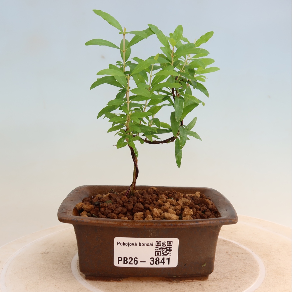Kamerbonsai-PUNICA granatum nana-Granaatappel