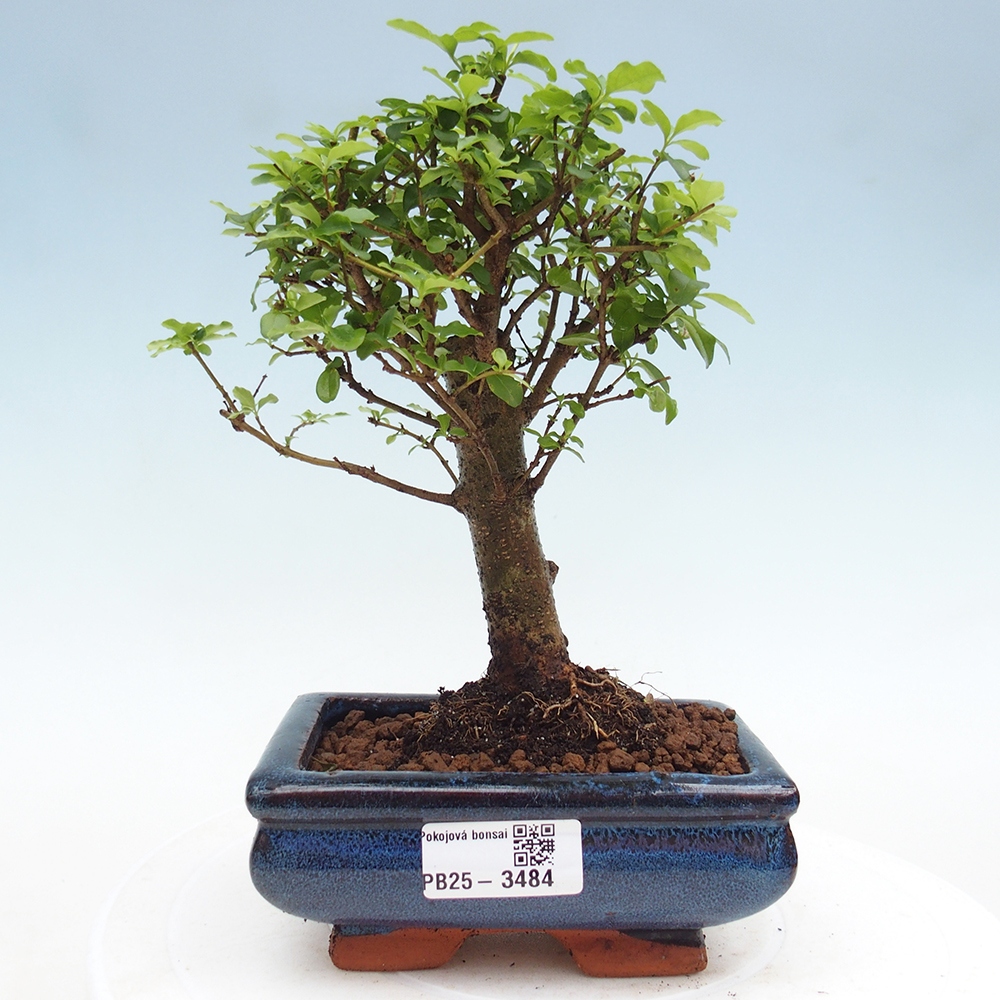 Kamerbonsai -Ligustrum chinensis - Vogelsnavel
