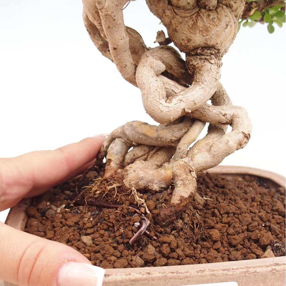 Bonsai voor buiten - Berberis coreana