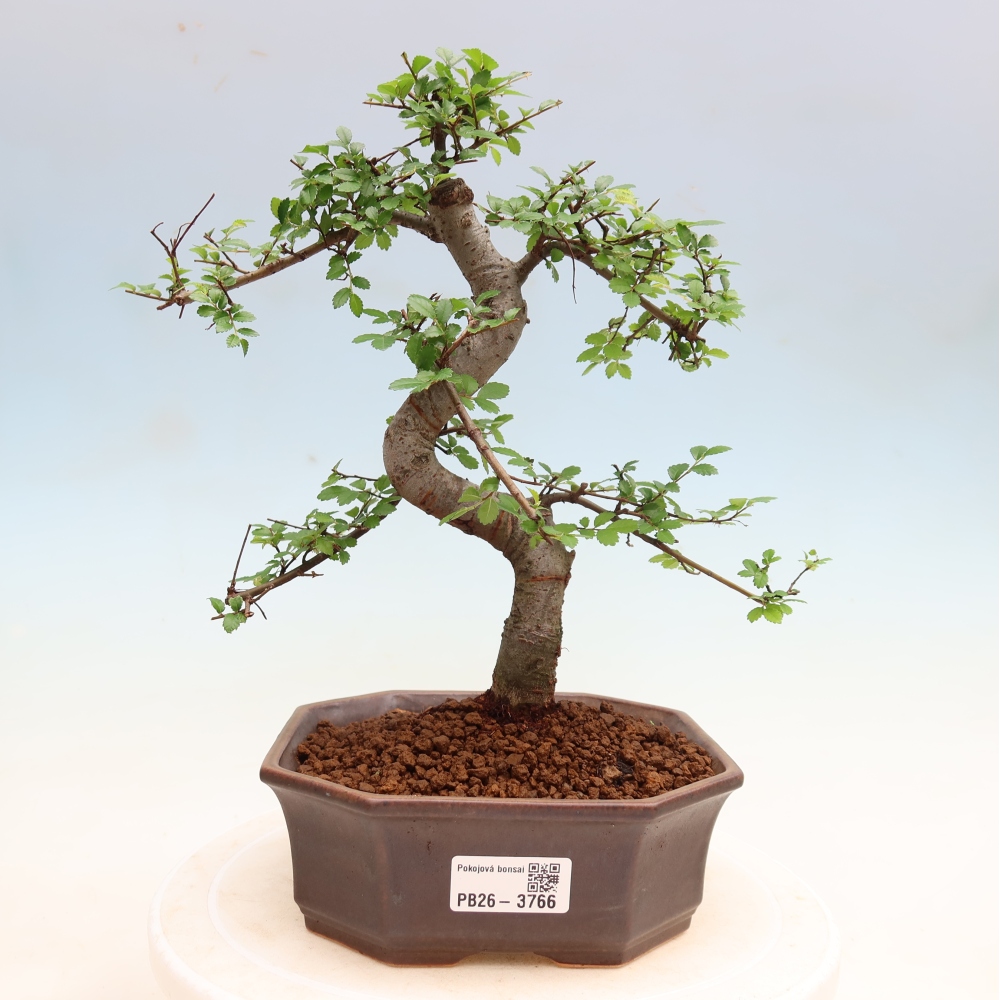 Kamerbonsai - Ulmus parvifolia - Winteriep