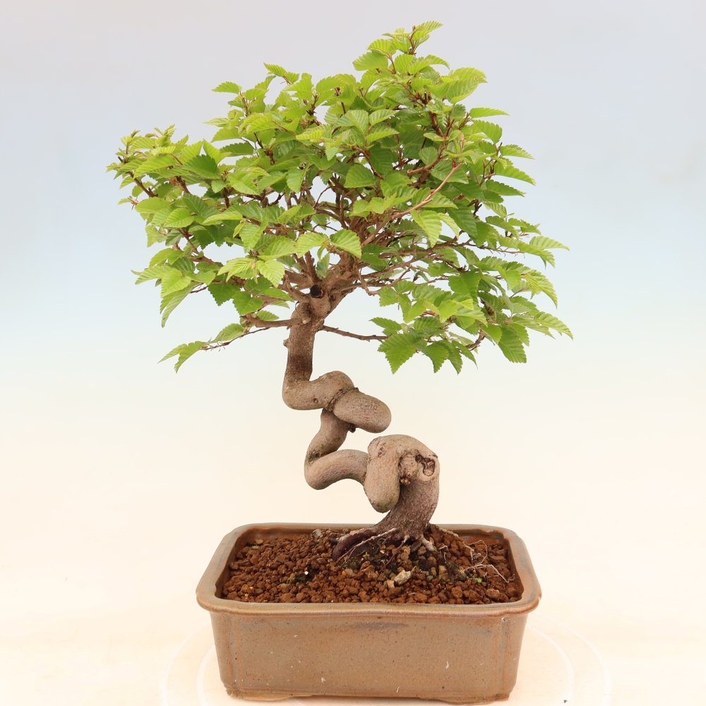 Bonsai voor buiten -Carpinus Coreana - Koreaanse haagbeuk