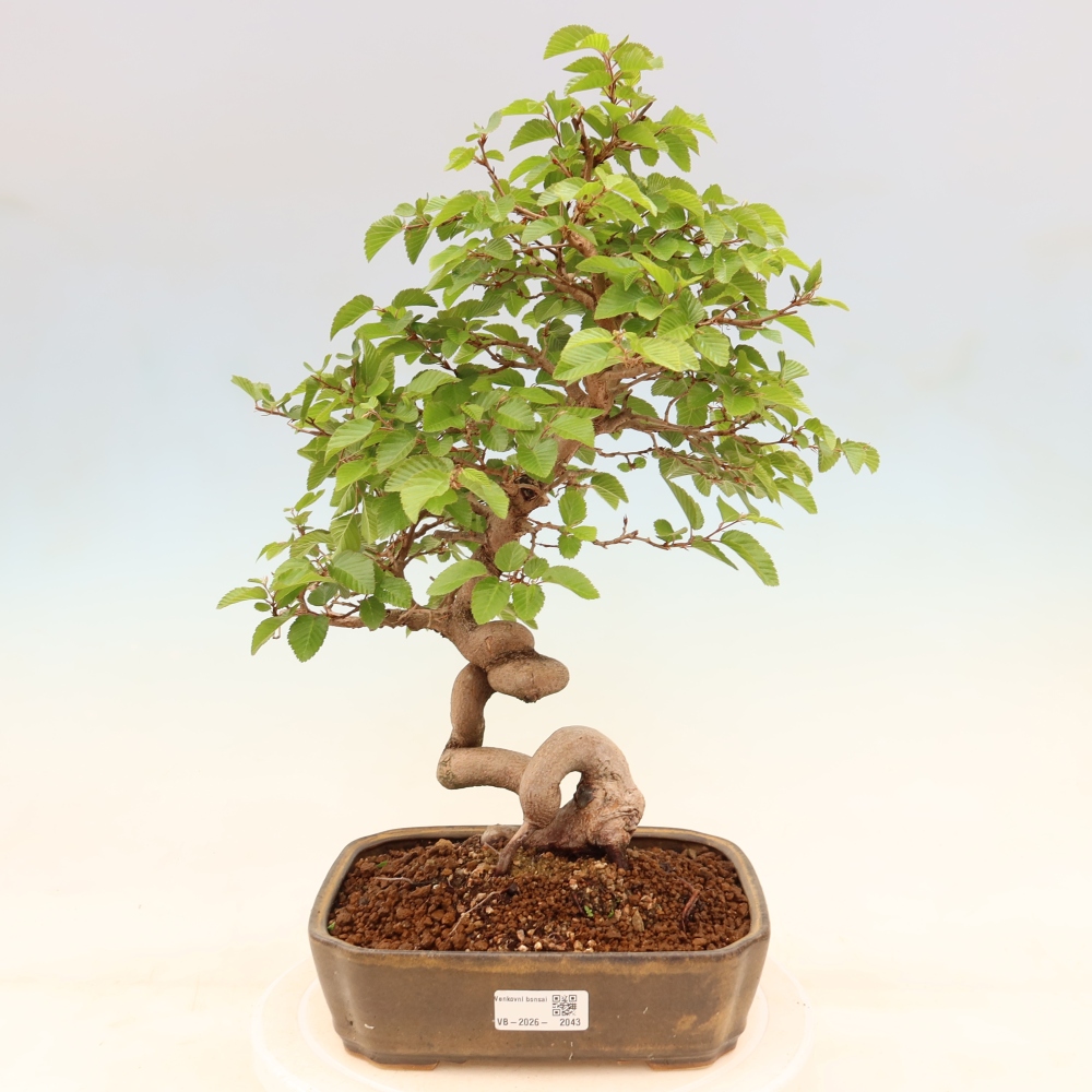 Bonsai voor buiten -Carpinus Coreana - Koreaanse haagbeuk