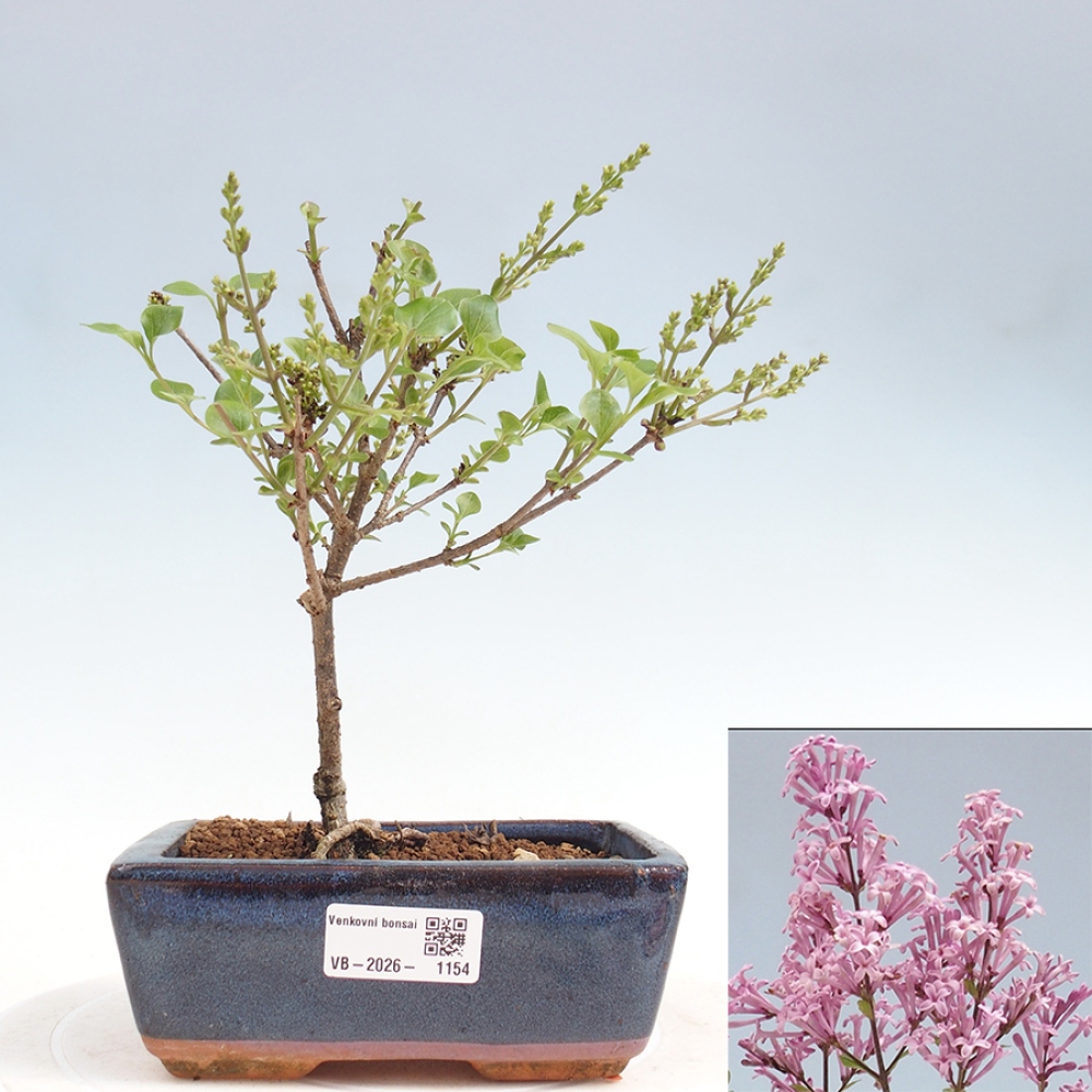 Bonsai voor buiten - Syringa Meyeri Palibin - Meyersering
