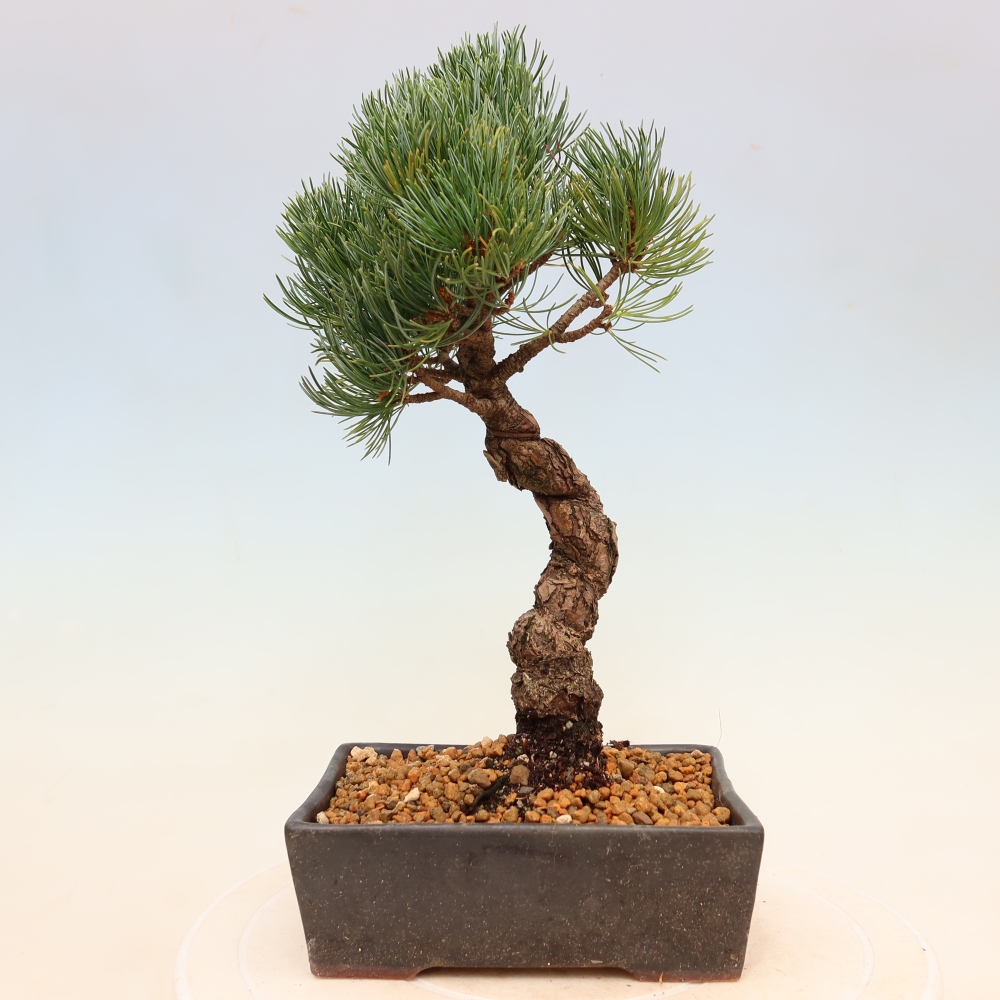 Bonsai voor buiten - Pinus parviflora - Pinus parviflora
