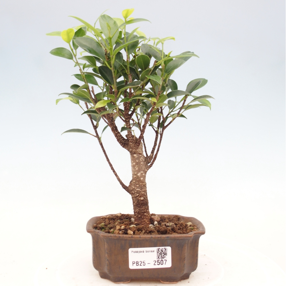 Kamer bonsai Ficus retusa kimmen