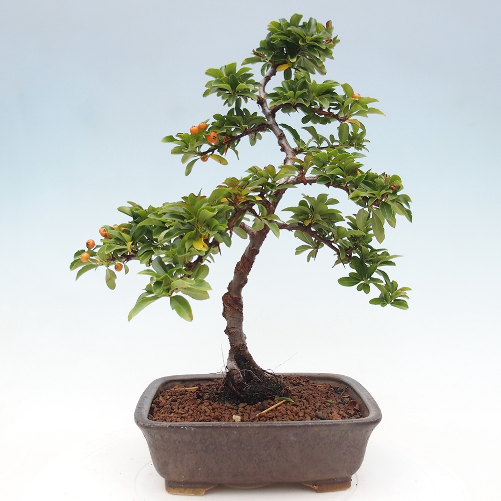 Bonsai-Pyracantha Teton voor buiten -Hlox