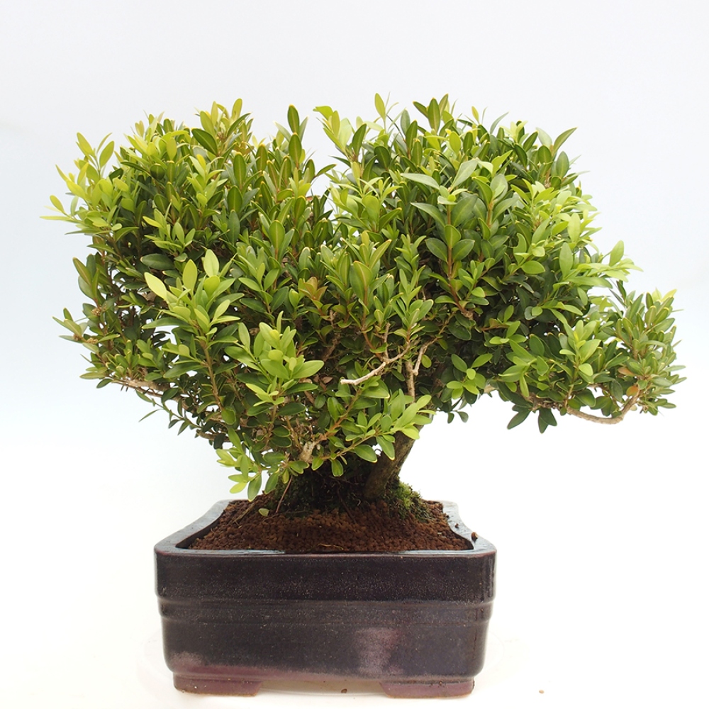 Bonsai voor buiten - Buxus sempervirens - buxus