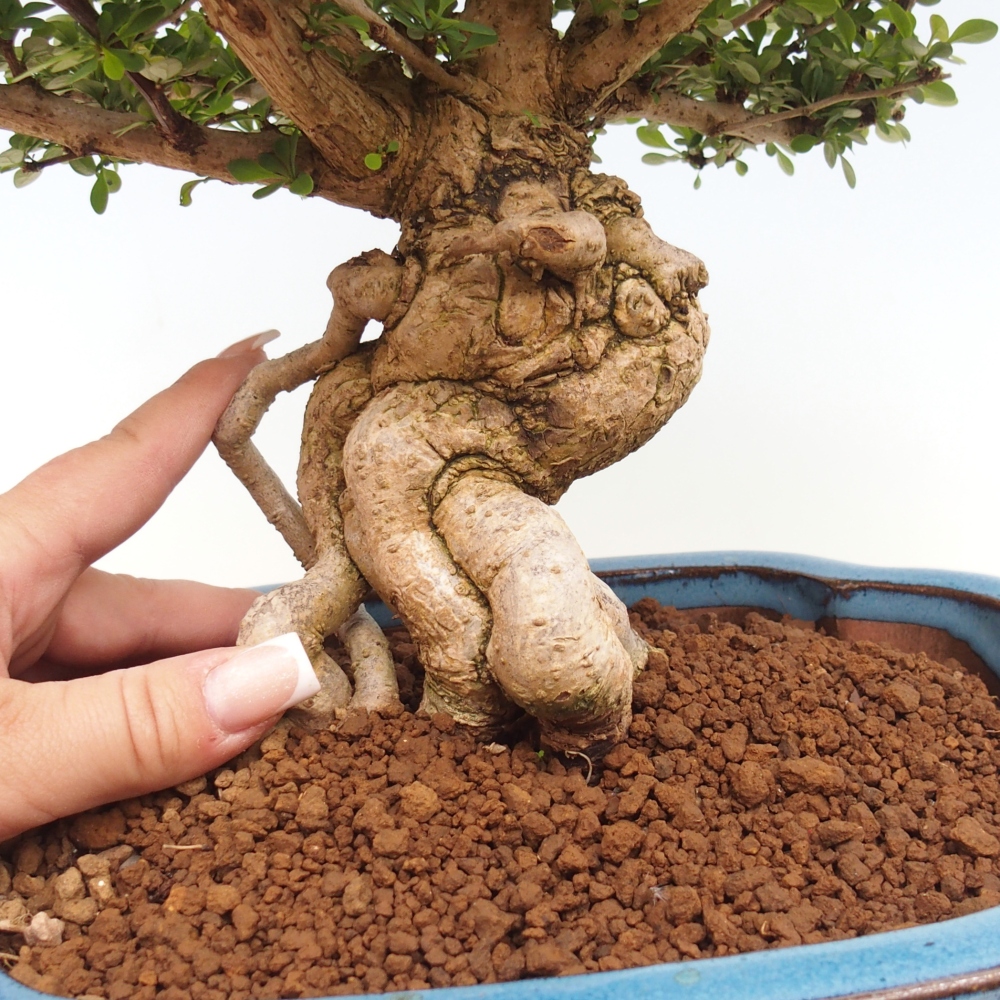 Bonsai voor buiten - Berberis coreana