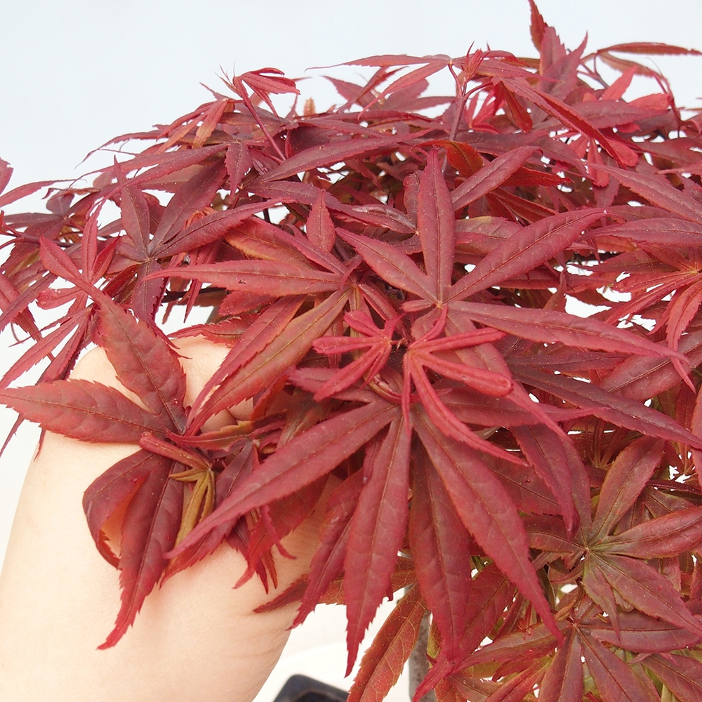 Bonsai voor buiten - Acer palm. Atropurpureum-Javorpalm