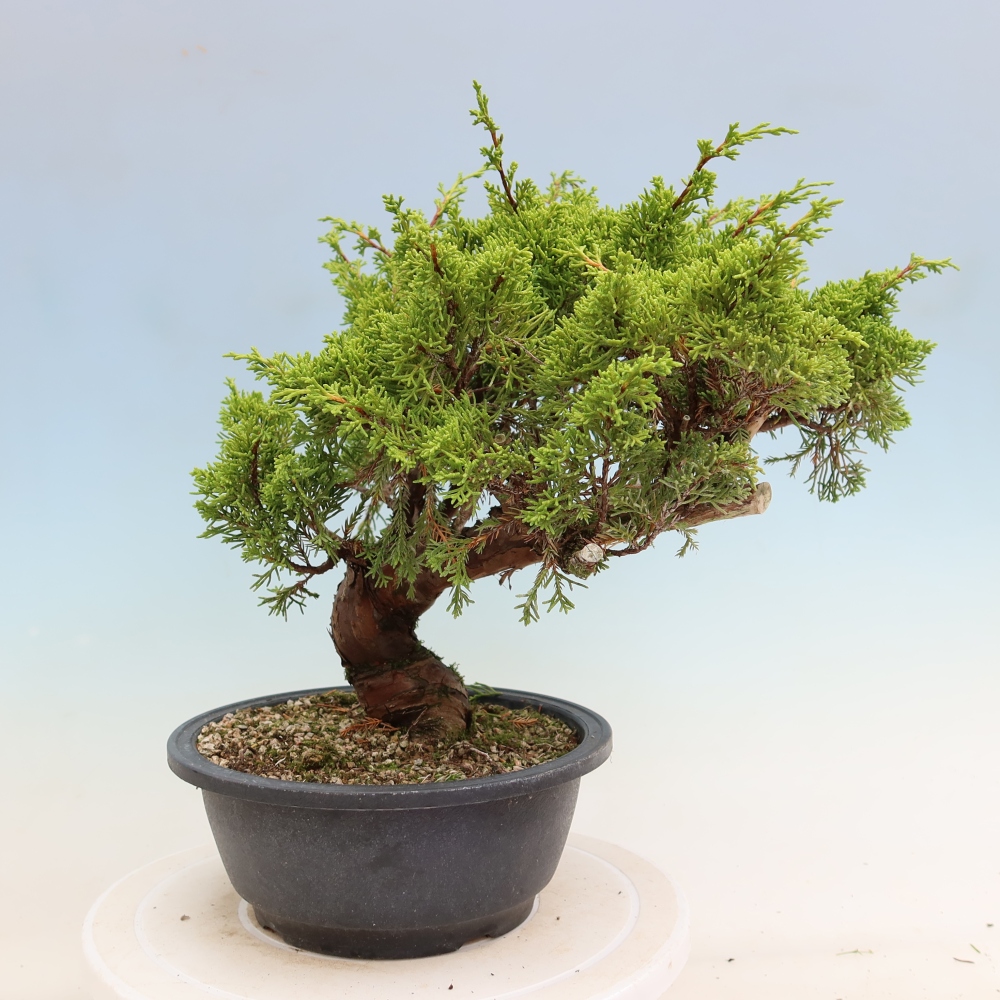 Bonsai voor buiten - Juniperus chinensis Itoigawa-Juniperus chinensis
