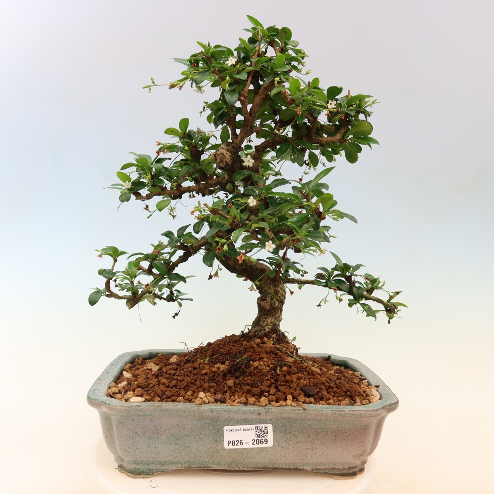 Kamerbonsai - Carmona macrophylla - Thee fuki