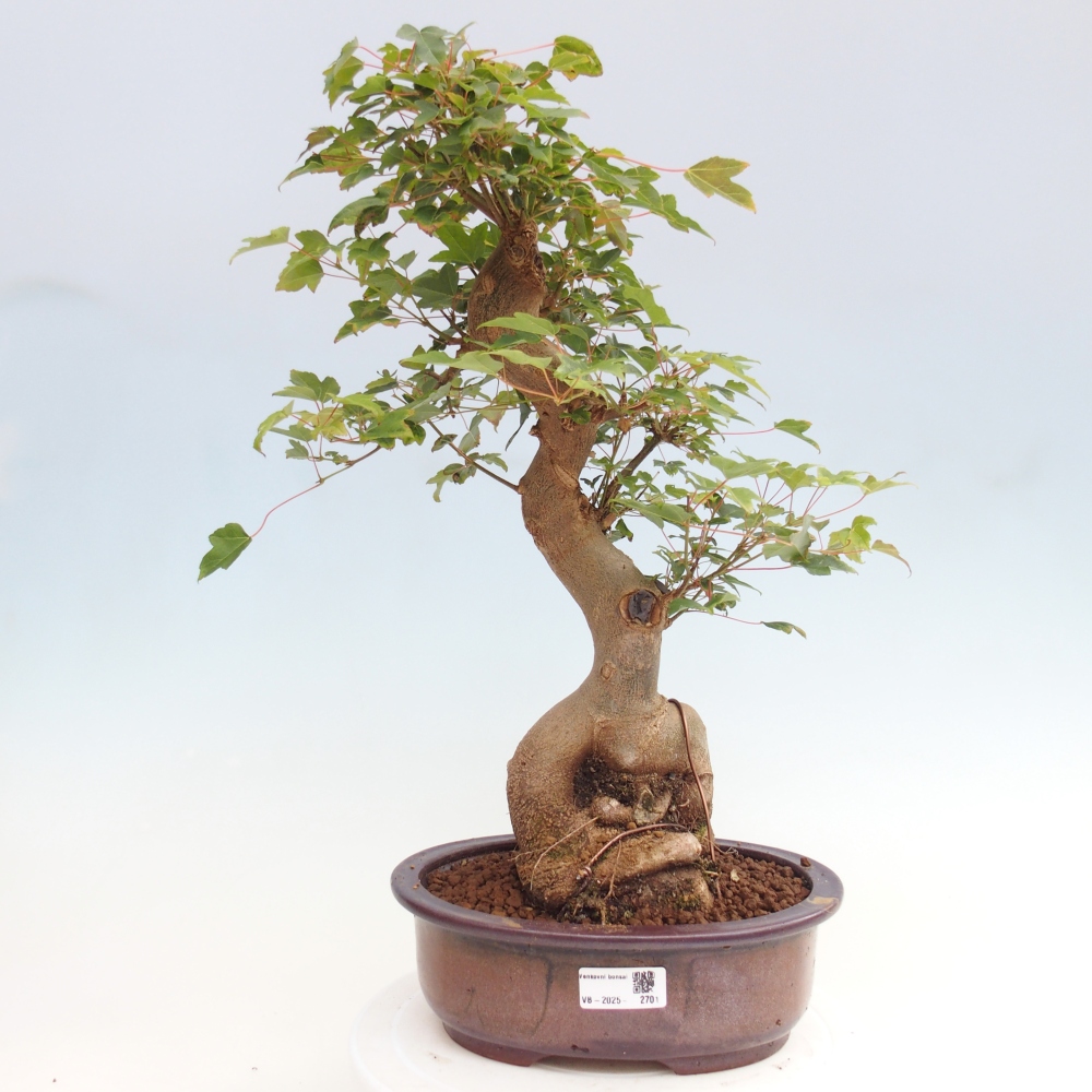 Bonsai voor buiten - Acer Buergerianum - Burgeresdoorn