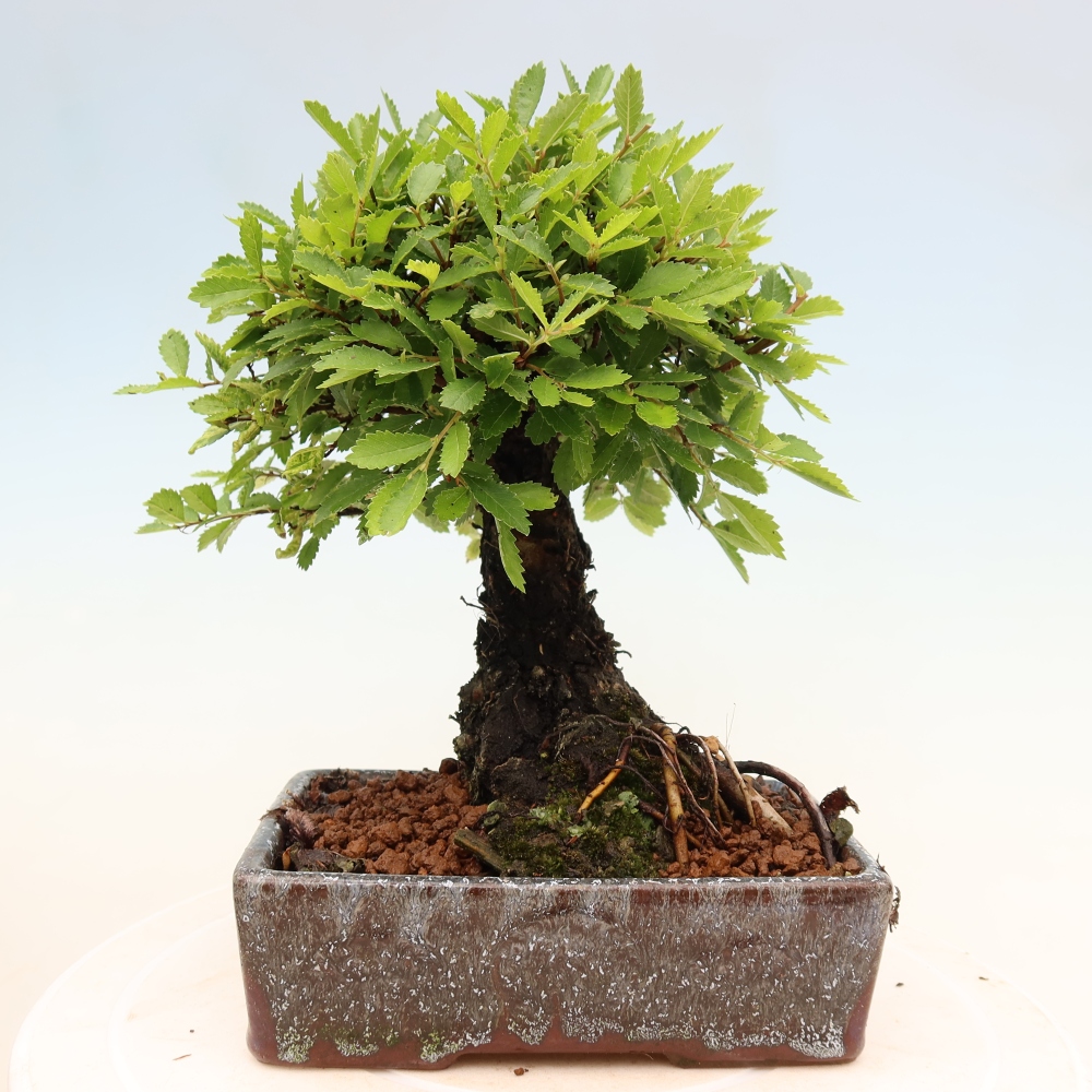 Bonsai voor buiten - Zelkova - Zelkova NIRE