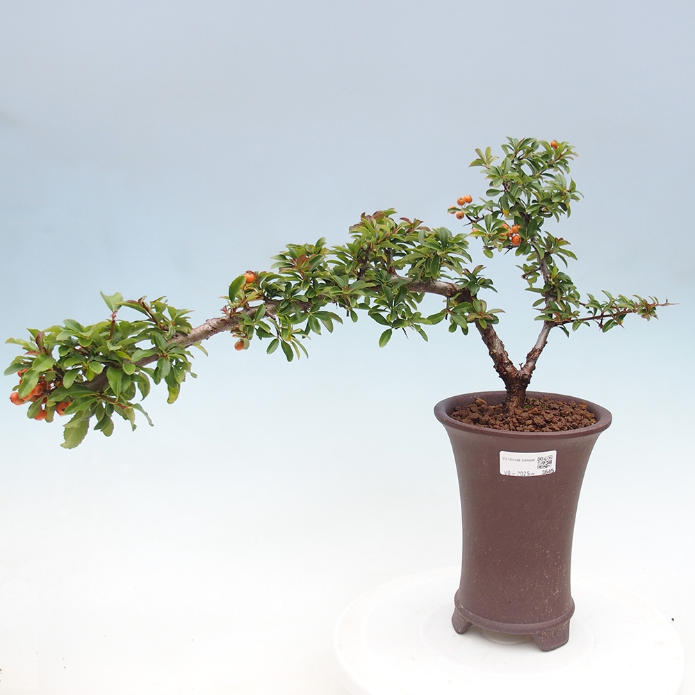 Bonsai-Pyracantha Teton voor buiten -Hlox