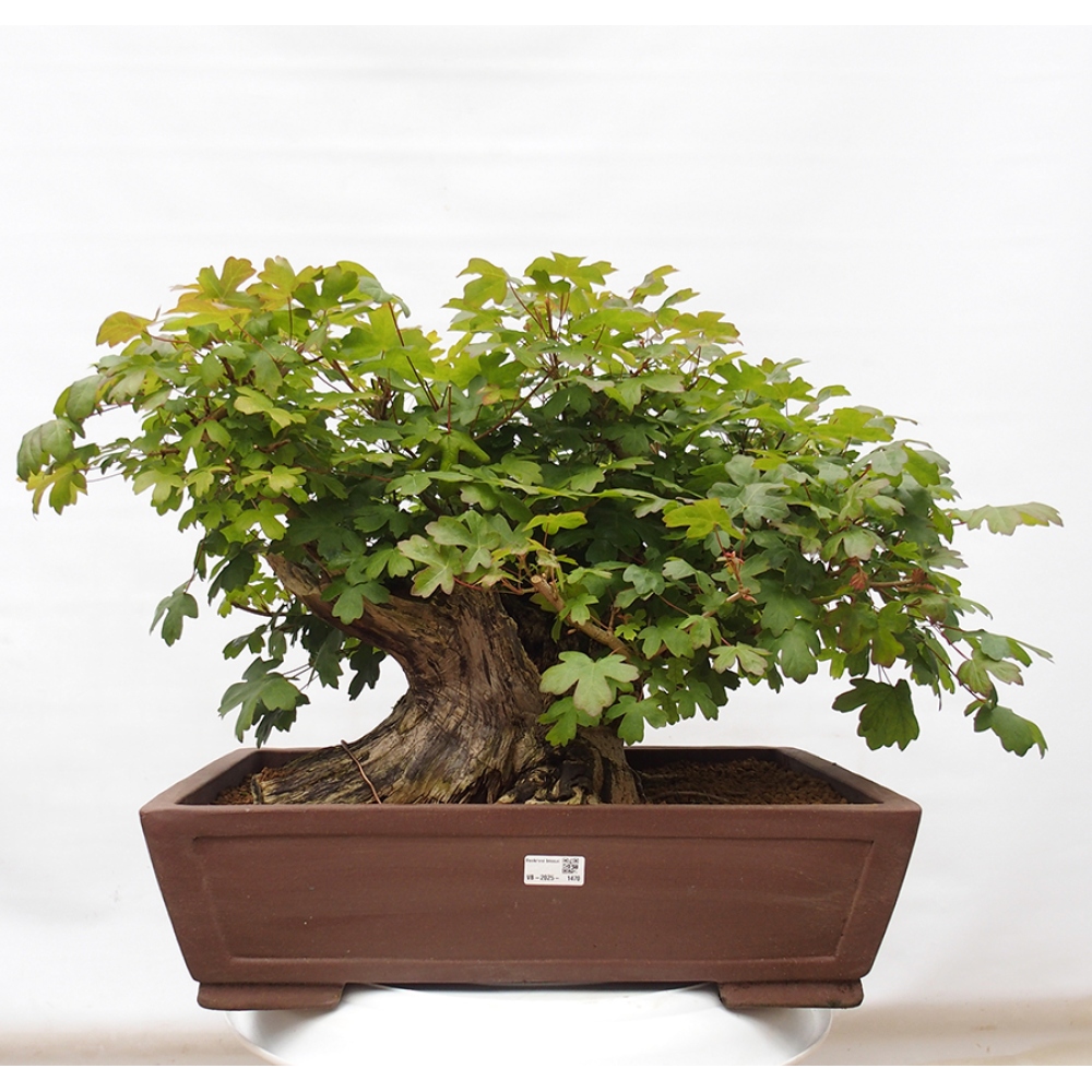 Bonsai voor buiten -Javor babyka - Acer campestre