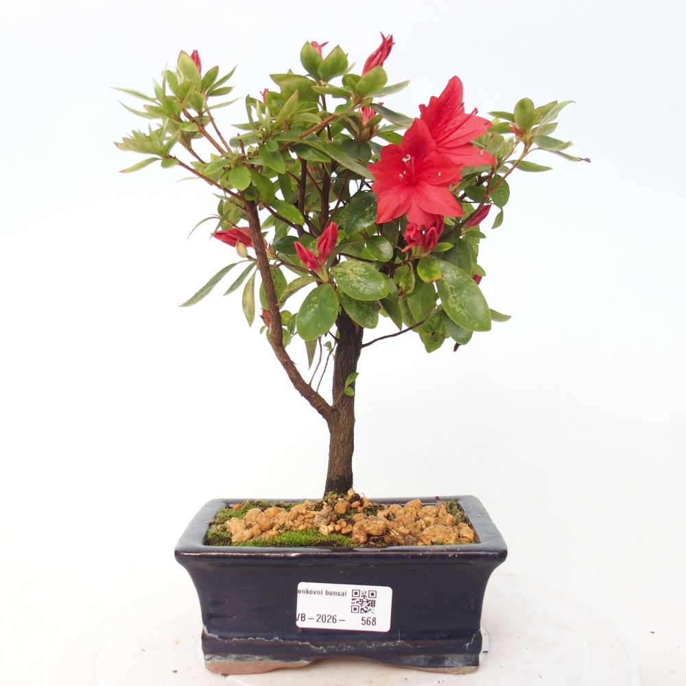 Bonsai voor buiten - Japanse azalea - Azalea sp.