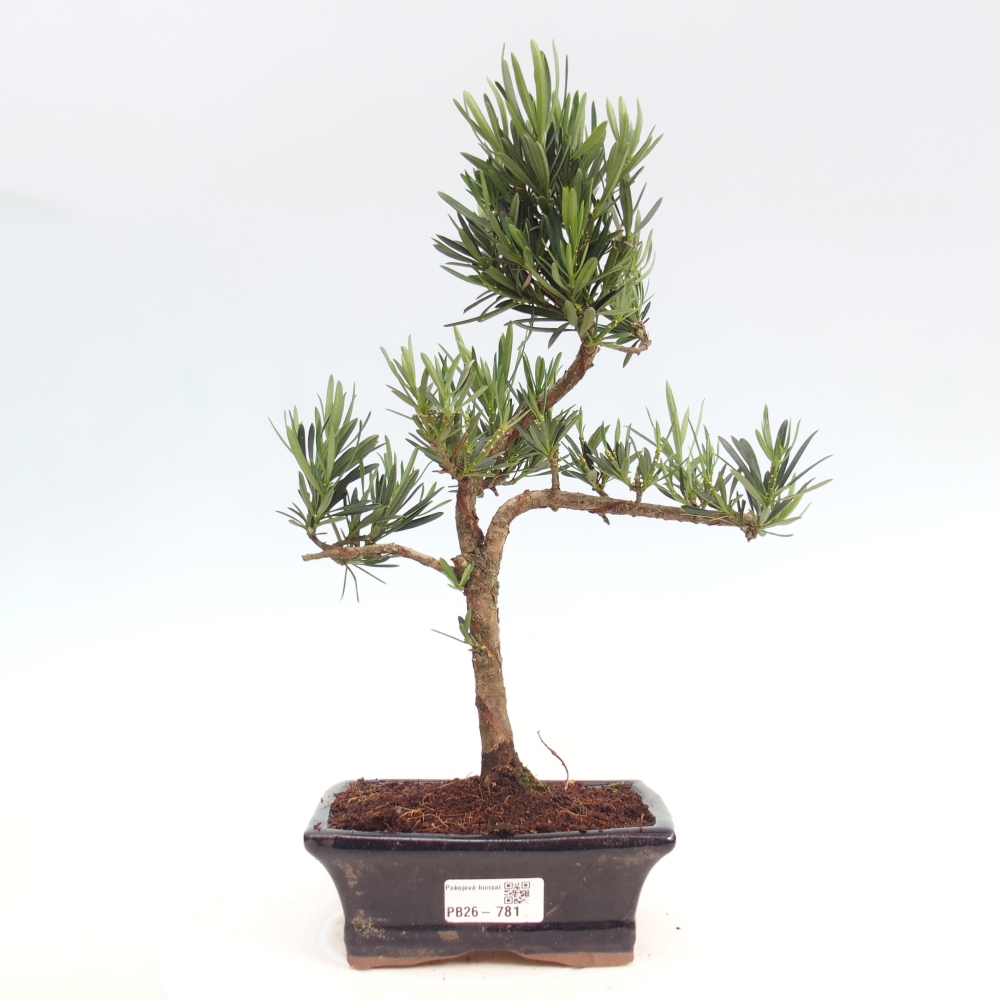 Kamerbonsai - Podocarpus - Taxus