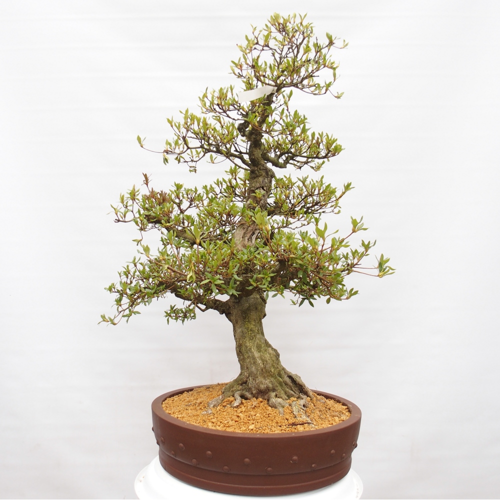 Bonsai voor buiten - Japanse Azalea - Azalea Kotobukietsu