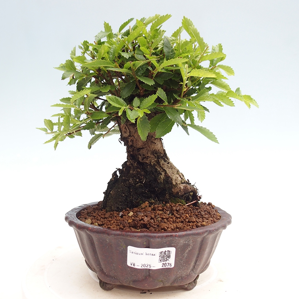 Bonsai voor buiten - Zelkova - Zelkova NIRE
