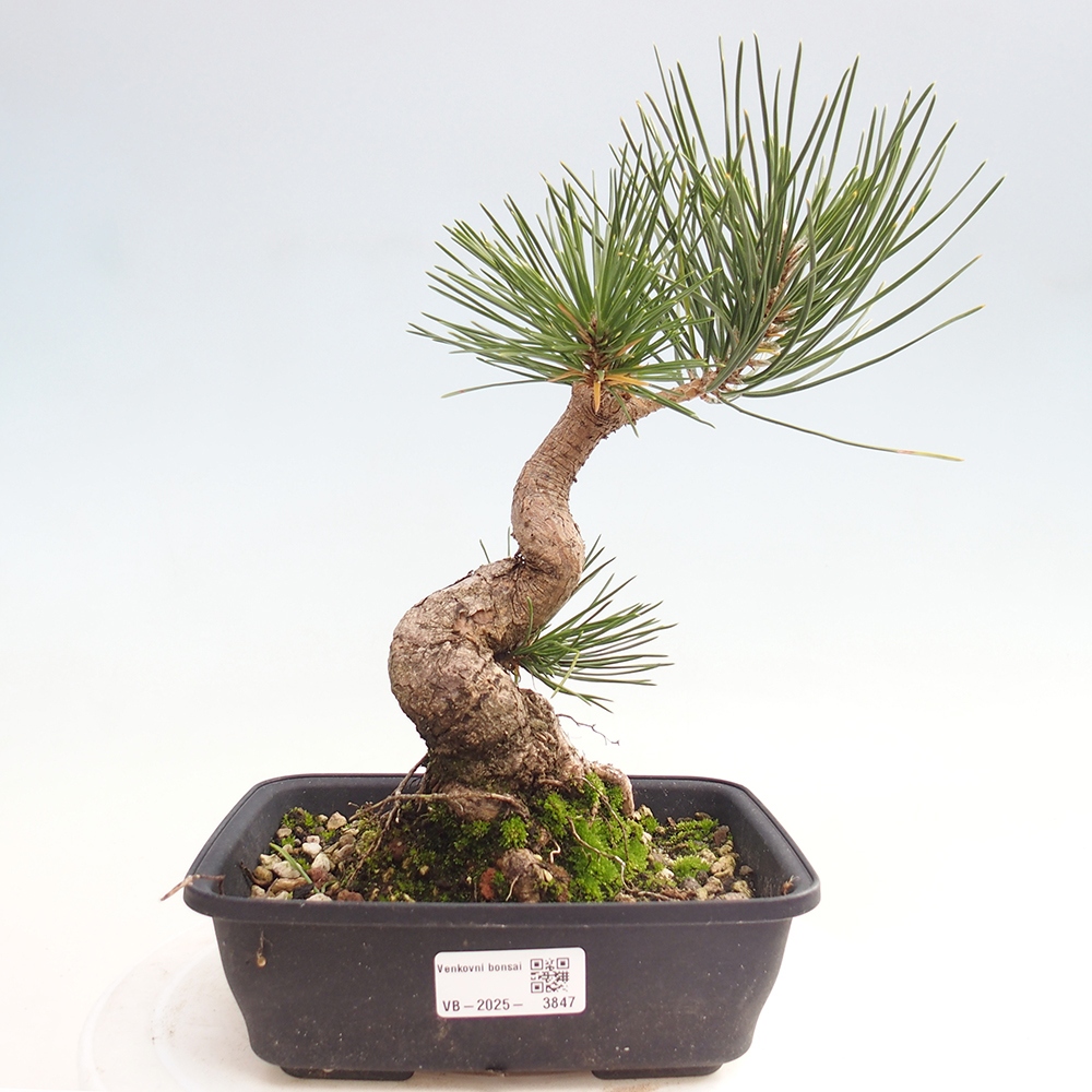 Bonsai voor buiten - Pinus thunbergii - Thunberg den