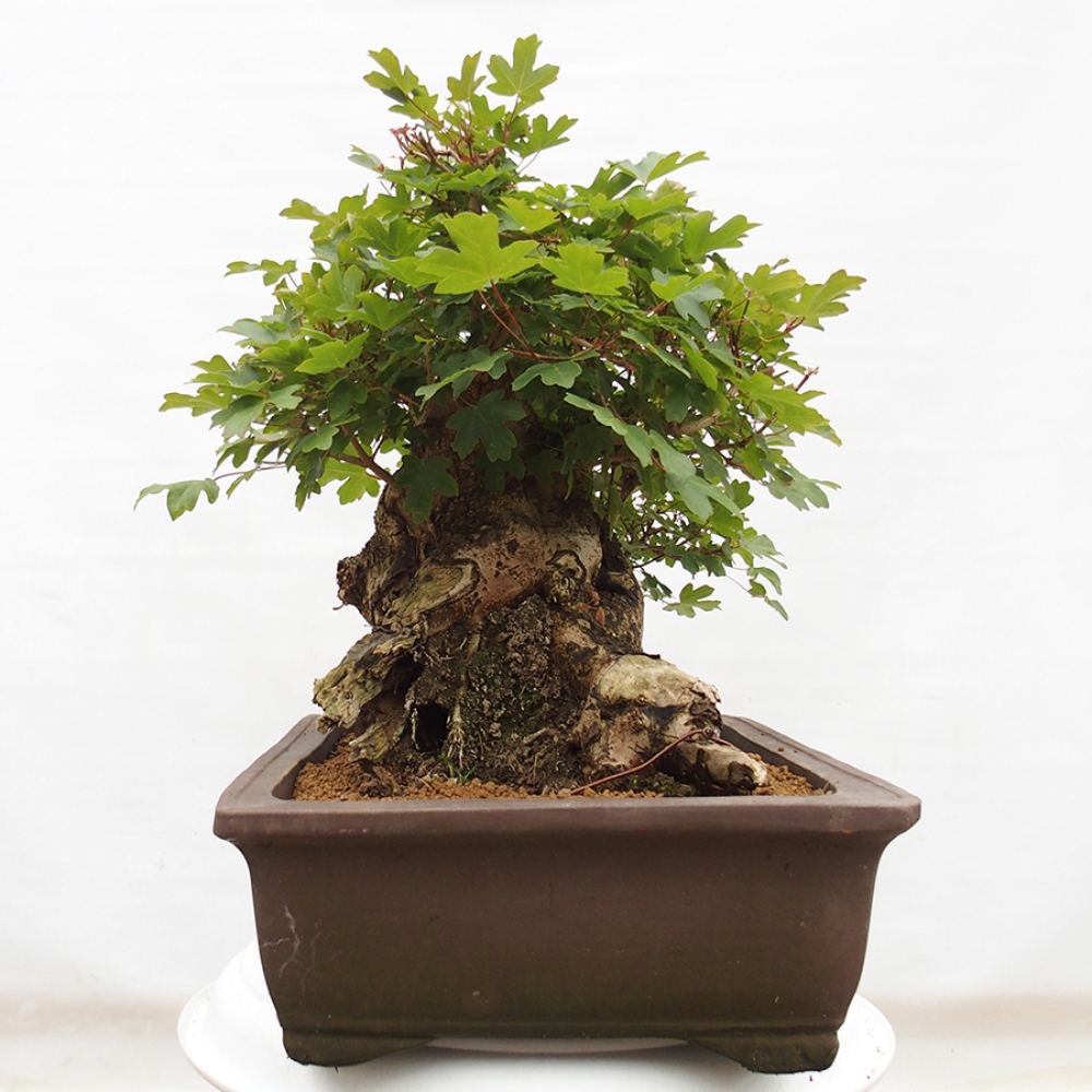 Bonsai voor buiten - Franse esdoorn - Acer Nonspessulanum
