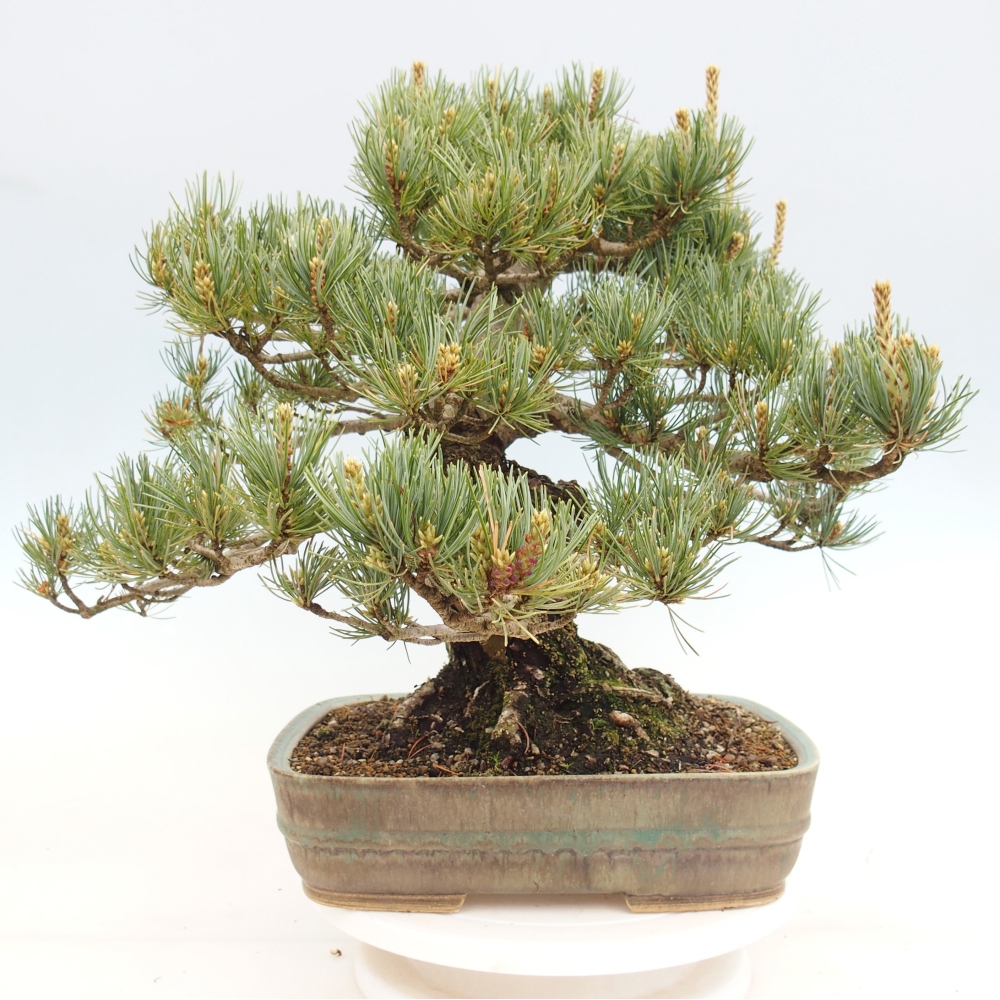 Bonsai voor buiten - Pinus parviflora - Pinus parviflora