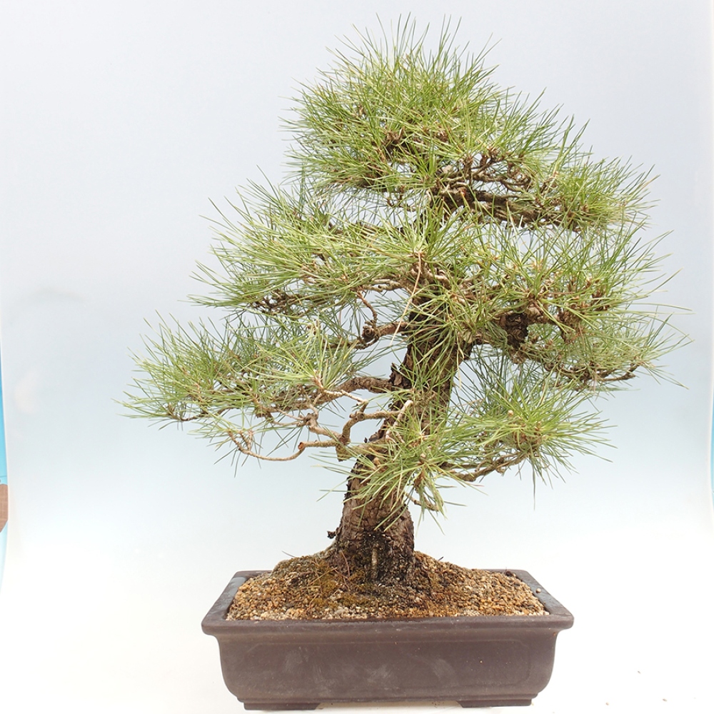 Bonsai voor buiten - Pinus thunbergii - Thunberg den