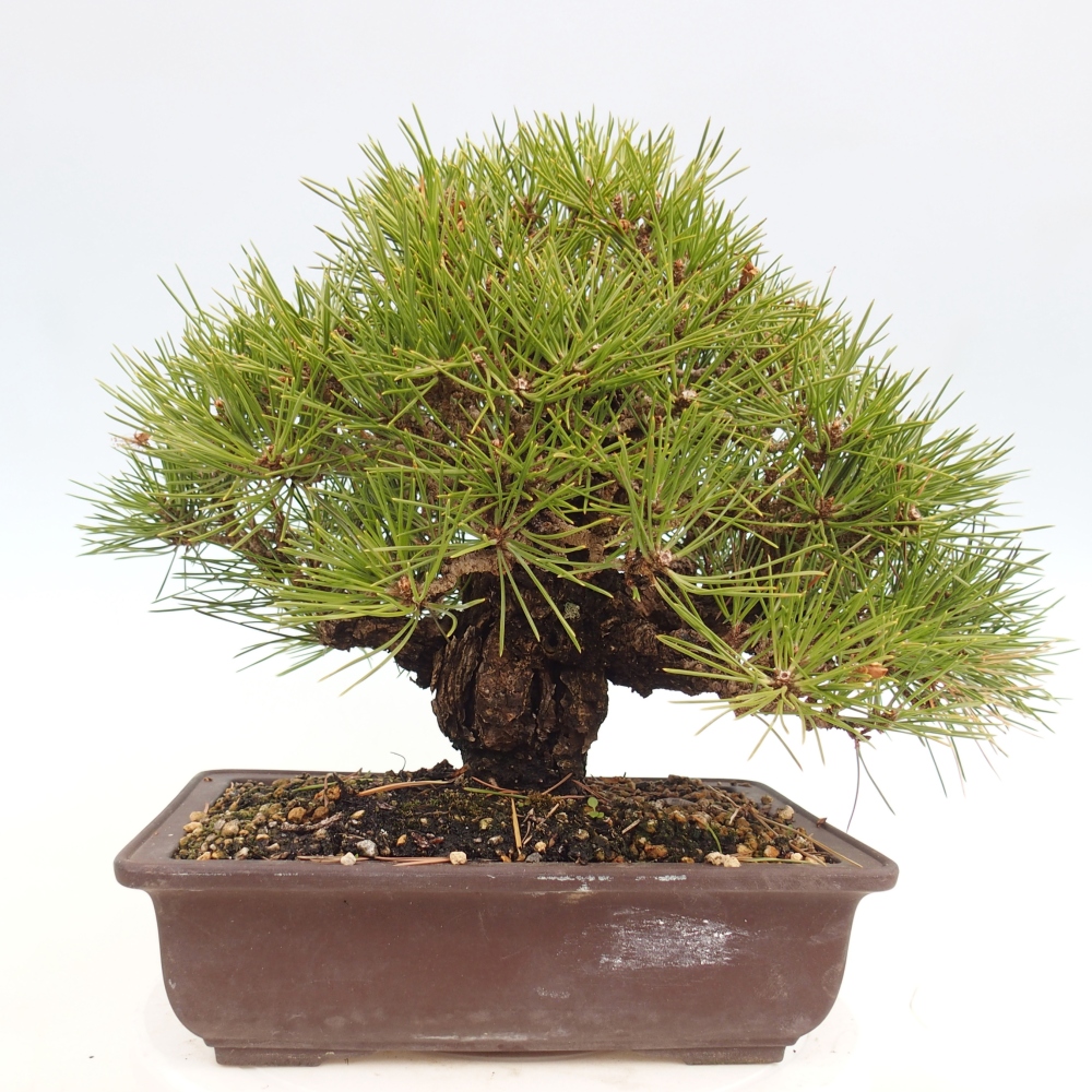 Bonsai voor buiten - Pinus thunbergii - Thunberg den