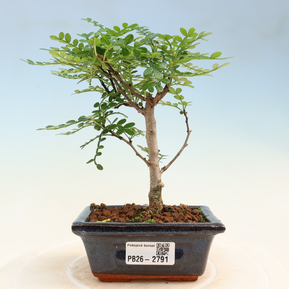 Kamerbonsai - Zantoxylum piperitum - peperboom