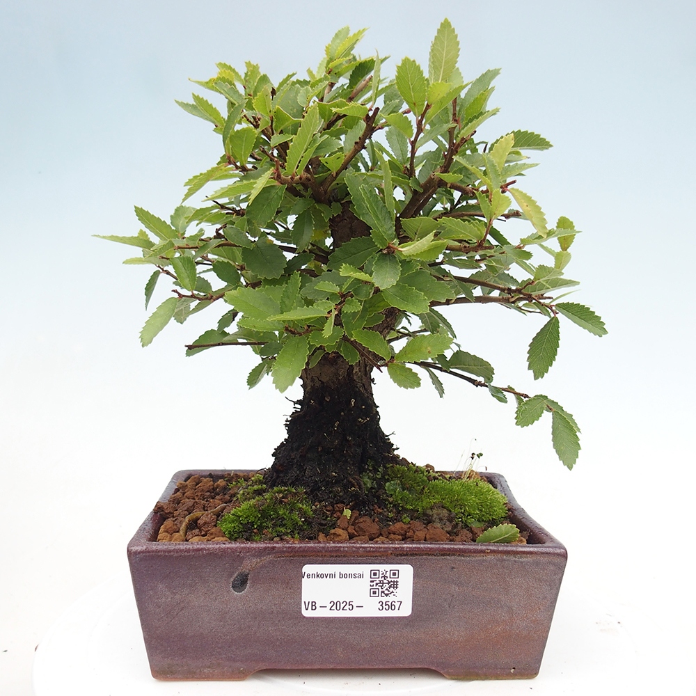 Bonsai voor buiten - Zelkova - Zelkova NIRE