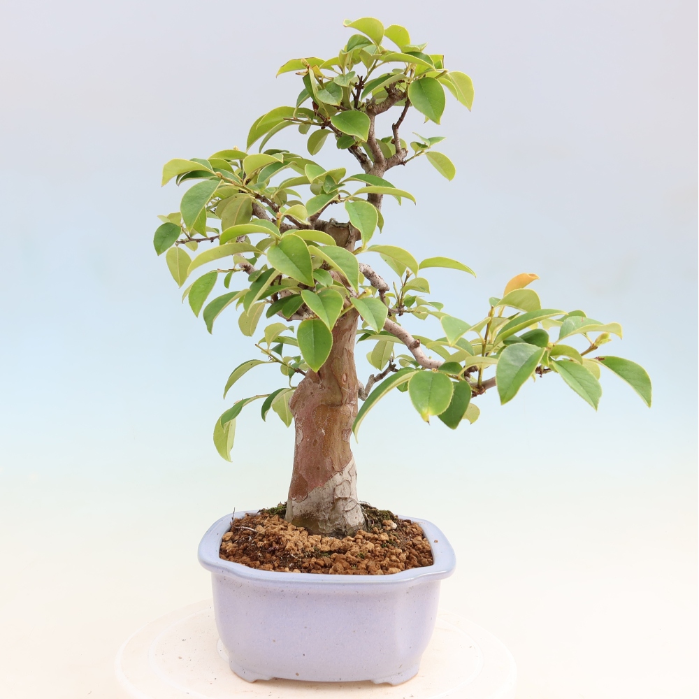 Bonsai voor buiten - Pseudocydonia sinensis - Chinese kweepeer