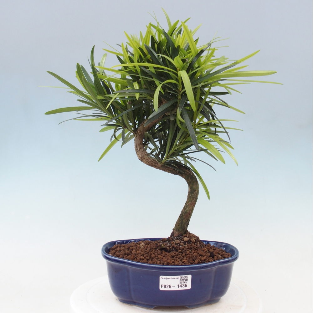 Kamerbonsai - Podocarpus - Taxus
