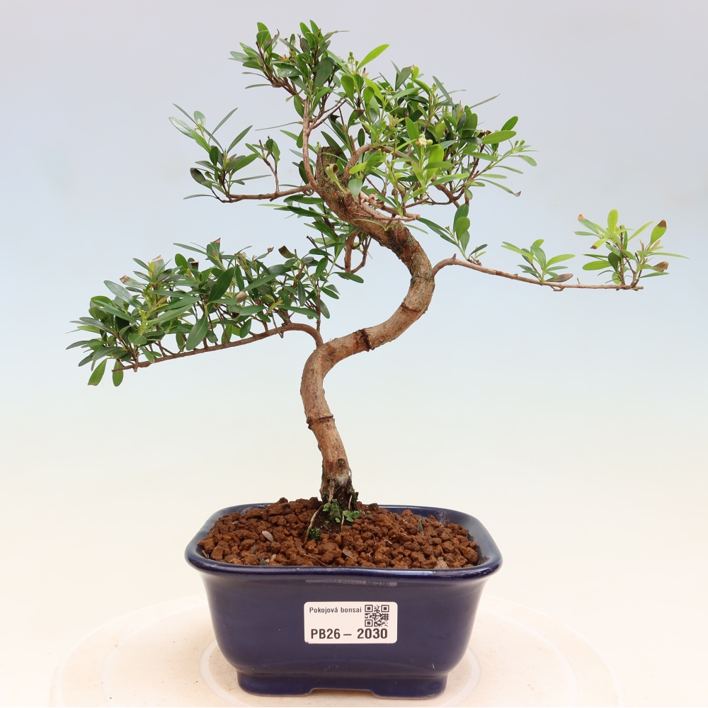 Kamerbonsai - Syzygium - Pimento