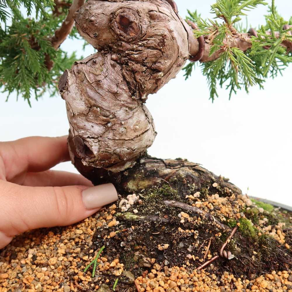 Bonsai voor buiten - Juniperus chinensis Itoigawa-Juniperus chinensis