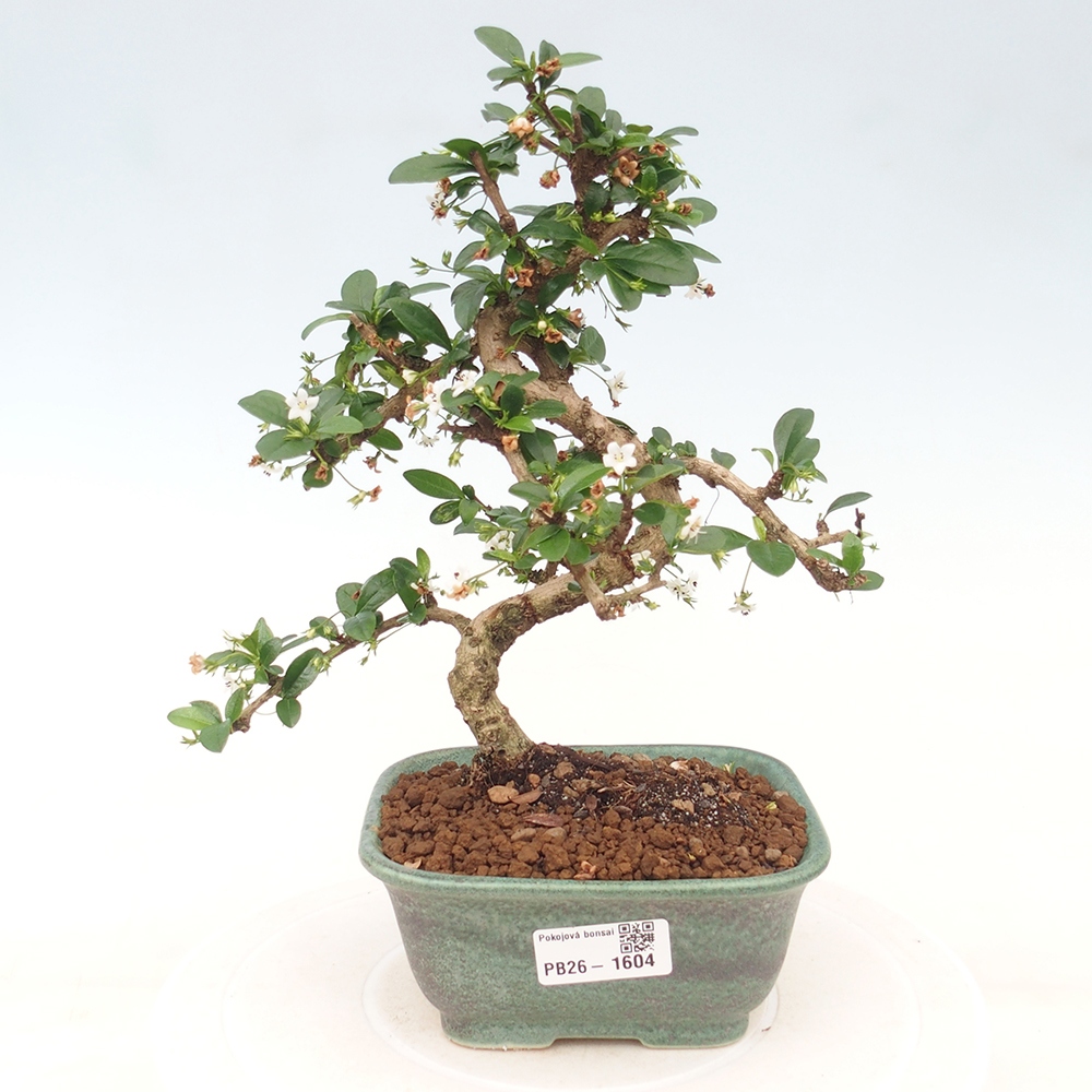Kamerbonsai - Carmona macrophylla - Thee fuki