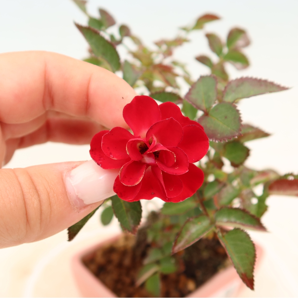 Bonsai voor buiten - Rosa Kordes - roos