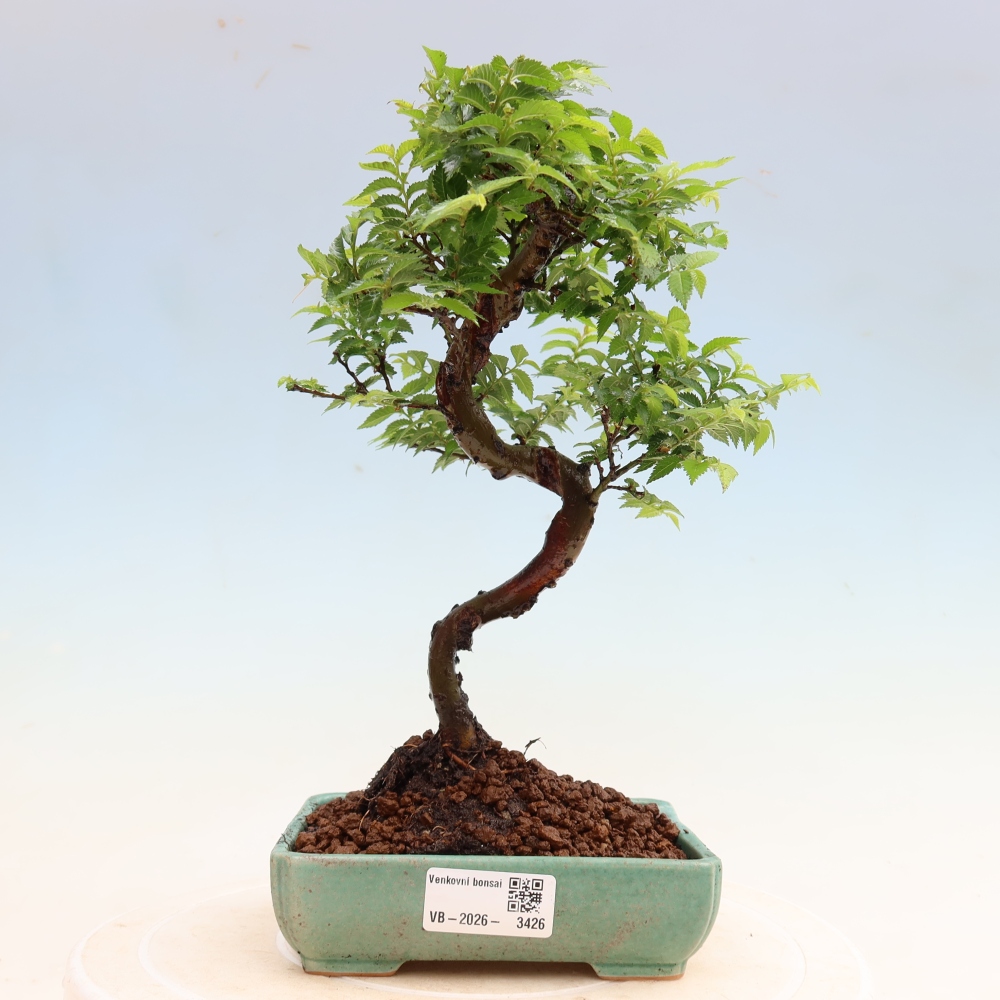 Buitenbonsai - Ulmus Jacqueline Hillier - Prachtige iep