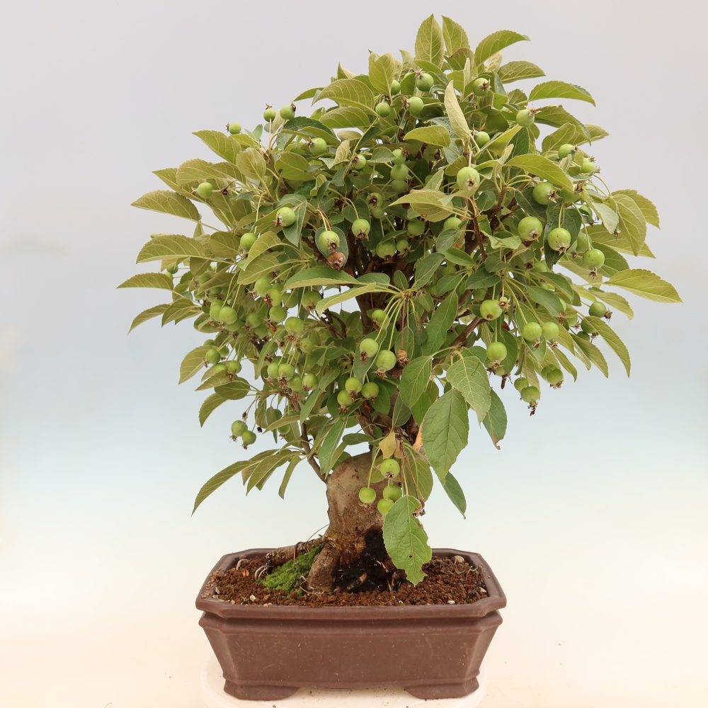 Bonsai voor buiten -Malus halliana - Appelboom met kleine vruchten
